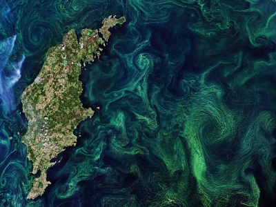 ESA - Immagine della settimana: Fioriture nel Baltico (15 dicembre 2019)