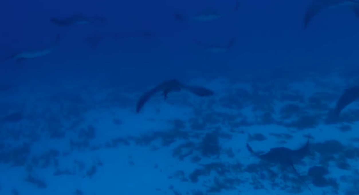 Giornata internazionale del Mar Mediterraneo