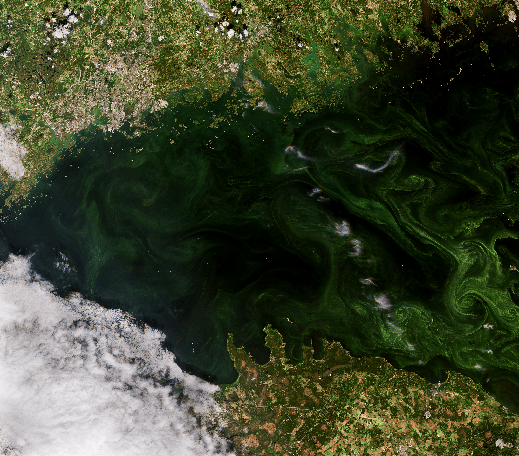 ESA - Immagine della settimana:  Fioriture nel Golfo di Finlandia   (17 settembre 2023)