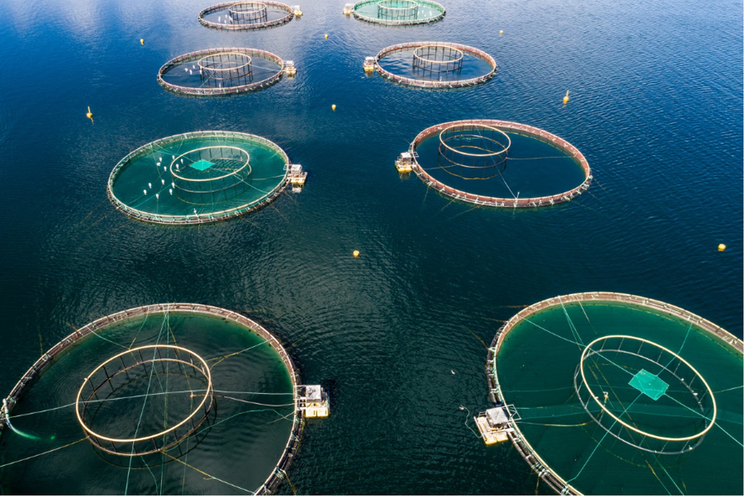 Acquacoltura in mare aperto. Fonte: archivio hellofish.it
