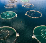 Allevamenti ittici in mare: cosa rivelano i satelliti SAR sulla salute degli ecosistemi costieri