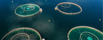 Allevamenti ittici in mare: cosa rivelano i satelliti SAR sulla salute degli ecosistemi costieri